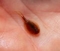 Triops cancriformis